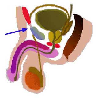 Site du Docteur Benoît VOGT. Urologue. Testicule en position ...